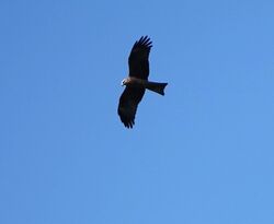 Photographed at Les Grantez, CAT [LGZ]. on 16/5/2025. Photo: &copy; Cindy Loaring