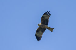 Photographed at Rue des Grantez. on 16/5/2025. Photo: &copy; Dave Carre