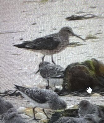 Photographed at Select location. on 24/5/2025. Photo: &copy; Doug Hesketh