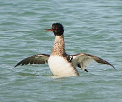 Photographed at Pembroke [PEM]. on 4/6/2025. Photo: &copy; Cindy Loaring