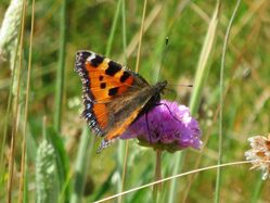 Photographed at Lihou Island. on 22/6/2025. Photo: &copy; Wayne Turner