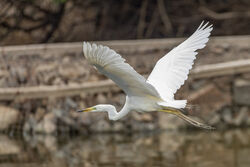 Photographed at Reservoir. on 25/6/2025. Photo: &copy; Dave Carre