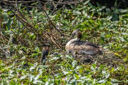 Photographed at Reservoir. on 25/6/2025. Photo: &copy; Dave Carre