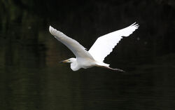 Photographed at Reservoir [RES]. on 25/6/2025. Photo: &copy; Steve Down