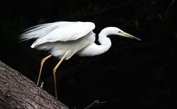 Photographed at Reservoir. on 26/6/2025. Photo: &copy;  Rockdweller