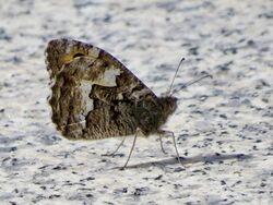 Photographed at Torteval. on 28/6/2025. Photo: &copy; Wayne Turner