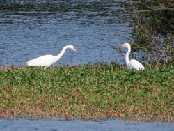 Photographed at Reservoir. on 19/6/2025. Photo: &copy; Wayne Turner