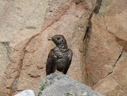 Photographed at Fort Le Marchant. on 30/6/2025. Photo: &copy; Tony Bisson