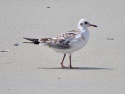 Photographed at L'Eree. on 2/7/2025. Photo: &copy; Wayne Turner