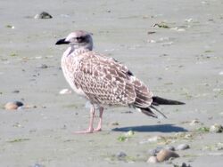 Photographed at Perelle. on 10/7/2025. Photo: &copy; Wayne Turner