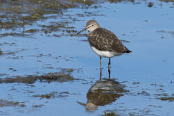 Photographed at Claire Mare. on 11/7/2025. Photo: &copy; Dave Carre