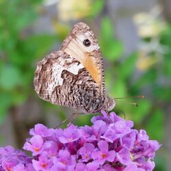 Photographed at Torteval. on 25/7/2025. Photo: &copy; Wayne Turner
