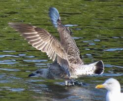 Photographed at Reservoir. on 26/7/2025. Photo: &copy; Wayne Turner