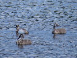 Photographed at Reservoir. on 30/7/2025. Photo: &copy; Tony Bisson