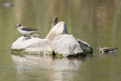 Photographed at Grand Pré. on 30/7/2025. Photo: &copy; Dave Carre