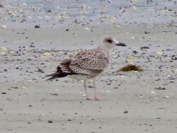 Photographed at L'Eree. on 31/7/2025. Photo: &copy; Wayne Turner