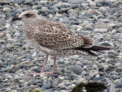 Photographed at Perelle. on 3/8/2025. Photo: &copy; Wayne Turner
