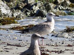 Photographed at L'Eree. on 9/8/2025. Photo: &copy; Wayne Turner