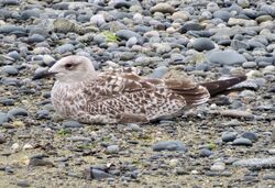 Photographed at Perelle. on 12/8/2025. Photo: &copy; Wayne Turner
