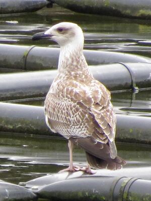 Photographed at Reservoir. on 12/8/2025. Photo: &copy; Wayne Turner