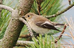Photographed at Fort Hommet. on 13/8/2025. Photo: &copy;  Rockdweller