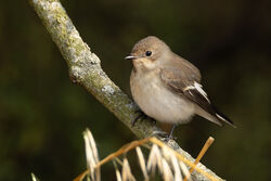 Photographed at Fort Hommet. on 19/8/2025. Photo: &copy; Dave Carre