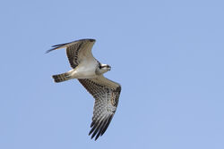 Photographed at Pleinmont. on 23/8/2025. Photo: &copy; Dave Carre