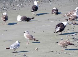Photographed at Perelle. on 22/8/2025. Photo: &copy; Wayne Turner