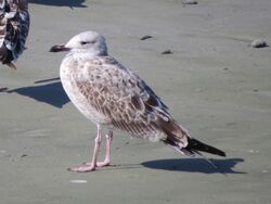 Photographed at Perelle. on 22/8/2025. Photo: &copy; Wayne Turner