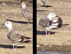 Photographed at Reservoir. on 24/8/2025. Photo: &copy; Wayne Turner