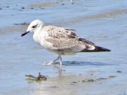 Photographed at Perelle. on 25/8/2025. Photo: &copy; Wayne Turner
