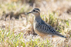 Photographed at Mt. Herault. on 25/8/2025. Photo: &copy; Dave Carre