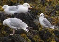 Photographed at Rocquaine. on 30/8/2025. Photo: &copy; Wayne Turner