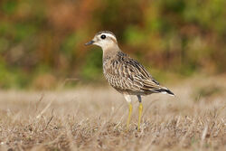 Photographed at Pleinmont [PLE]. on 31/8/2025. Photo: &copy; Christopher Wilkinson