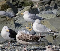 Photographed at Perelle. on 1/9/2025. Photo: &copy; Wayne Turner