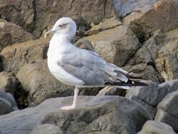 Photographed at Perelle. on 1/9/2025. Photo: &copy; Wayne Turner
