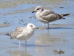 Photographed at Perelle. on 25/8/2025. Photo: &copy; Wayne Turner