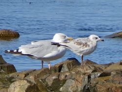 Photographed at Perelle. on 6/9/2025. Photo: &copy; Wayne Turner