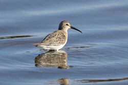 Photographed at Claire Mare. on 6/9/2025. Photo: &copy; Dave Carre