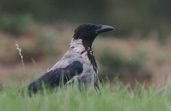 Photographed at Rue des Grantez. on 7/9/2025. Photo: &copy;  Rockdweller