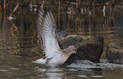 Photographed at La Claire Mare. on 7/9/2025. Photo: &copy;  Rockdweller