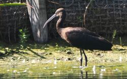 Photographed at Grande Mare. on 8/9/2025. Photo: &copy;  Rockdweller