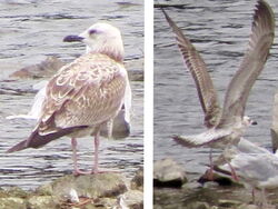 Photographed at Reservoir. on 7/9/2025. Photo: &copy; Wayne Turner