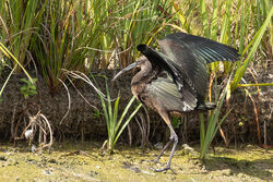 Photographed at Grande Mare. on 11/9/2025. Photo: &copy; Dave Carre