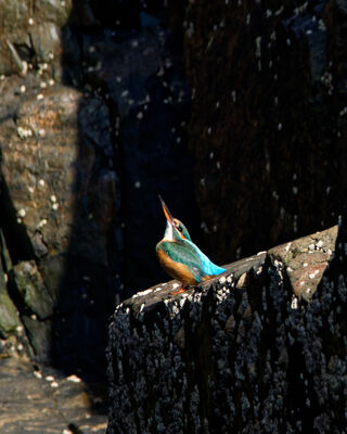 Photographed at Sark [SAK]. on 22/8/2025. Photo: &copy; Xaver Gilch
