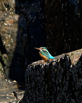 Photographed at Sark [SAK]. on 22/8/2025. Photo: &copy; Xaver Gilch