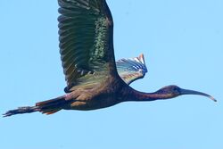 Photographed at Grande Mare [GMA]. on 11/9/2025. Photo: &copy; Christopher Wilkinson