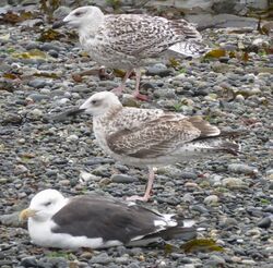 Photographed at Perelle. on 14/9/2025. Photo: &copy; Wayne Turner