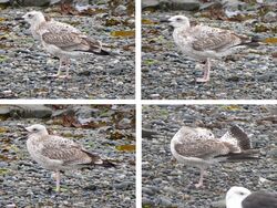 Photographed at Perelle. on 14/9/2025. Photo: &copy; Wayne Turner