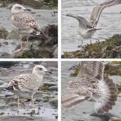 Photographed at Perelle. on 14/9/2025. Photo: &copy; Wayne Turner